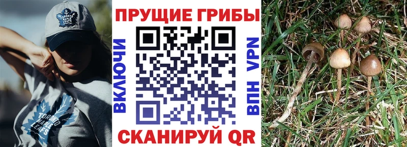 Псилоцибиновые грибы Psilocybe  Щёкино 